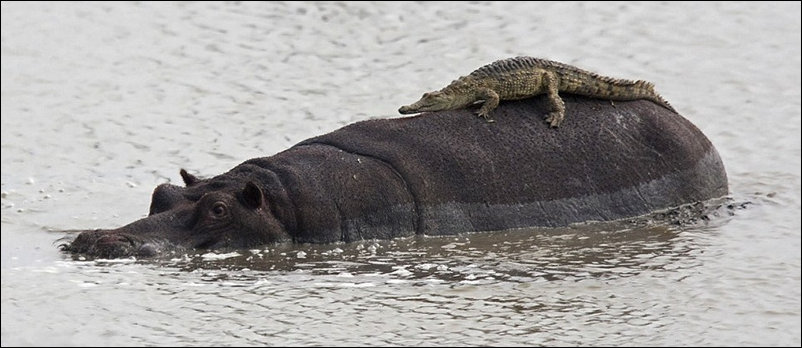 croc-on-hippo-00.jpg