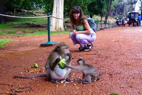 На территории Ангкора обитает много вольно живущих обезьян. Занимаются тем что клянчат у туристов еду, которую можно купить здесь же.