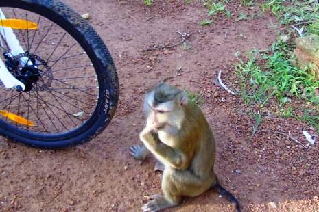 На выезде из Ангкора проезжавших атаковала стая диких обезьян.