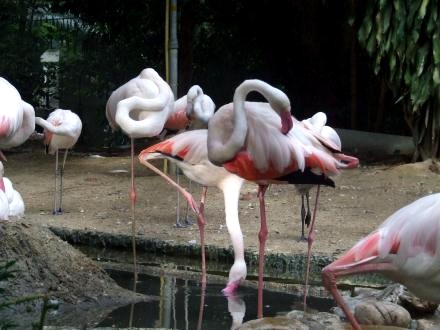 В бангкокском зоопарке