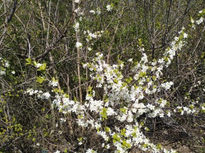 2019.04.21_13 ''Бодуны'' ждут нас осенью на 47-й встрече.jpg