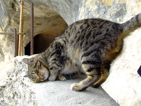 Кошка в мангупском монастыре, 04.01.2009