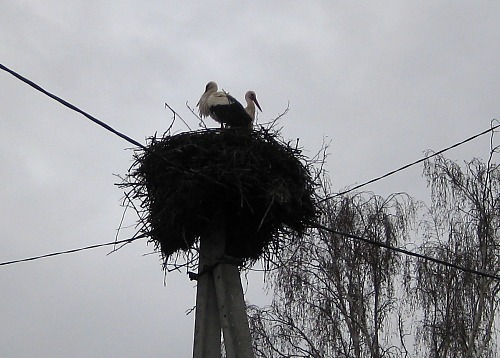 Прямо у родного дома — гнездо аистов.<br />Куда, интересно, они улетают на зиму?