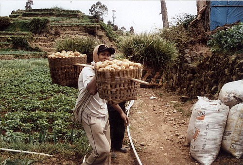 На плато Диенг, Центральная Ява. Одновременно сажают, пропалывают и собирают урожай картофеля