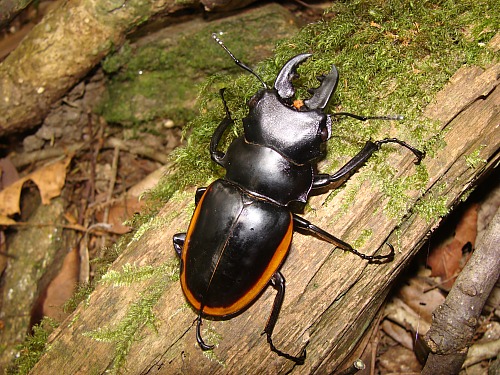Рогатый жук в горном лесу. Вьетнам