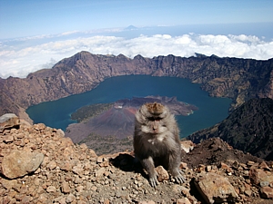 Самая высокая обезьяна в Индонезии