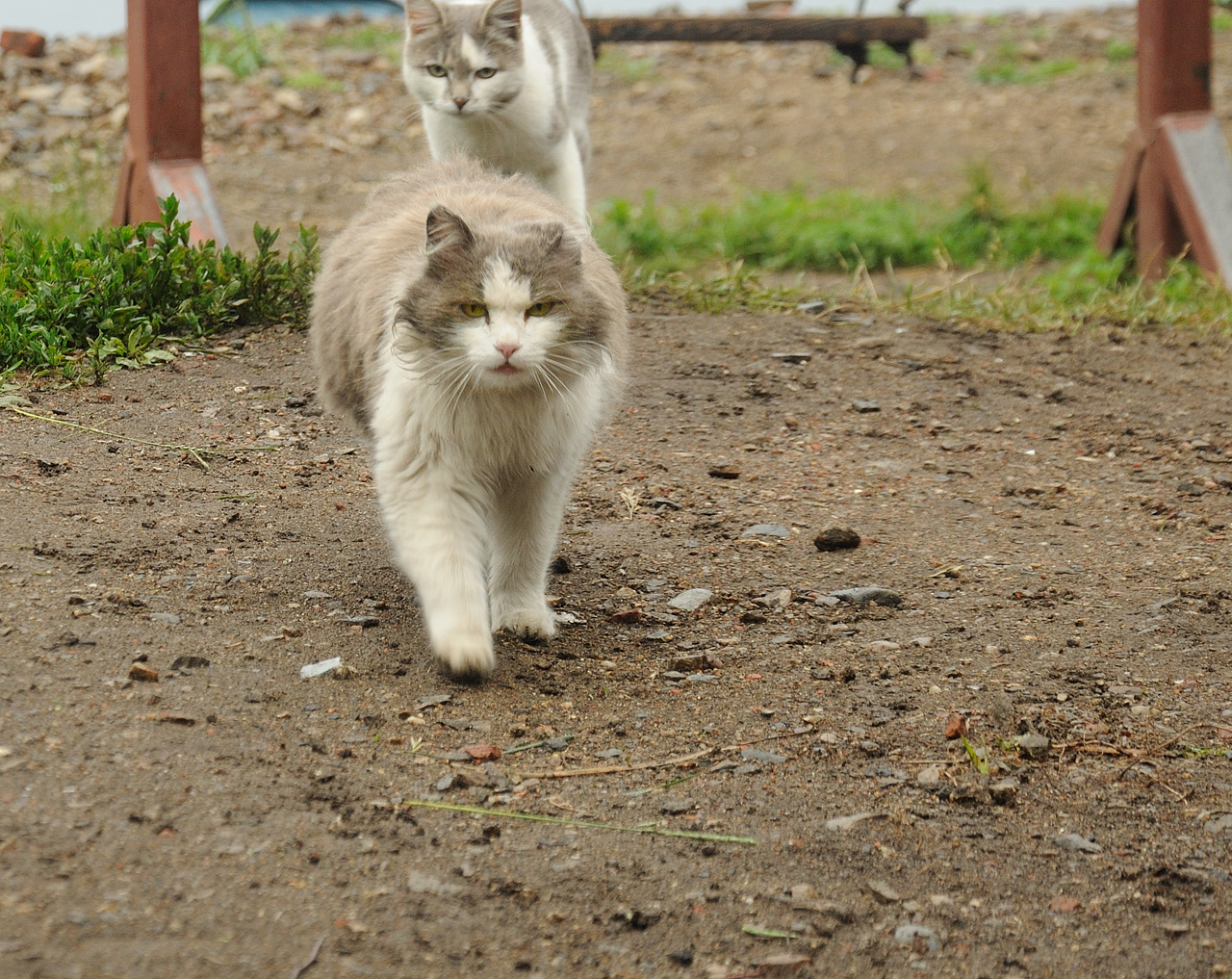 Полный кадр.<br /><br />Байкальский кот. <br />&amp;quot;Слышь, семки есть? А если проверю? А ты ваще кого на районе знаешь?&amp;quot;